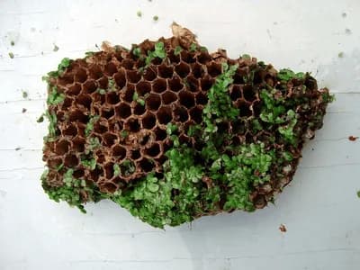 A natural honeycomb - by Marian Bijlenga