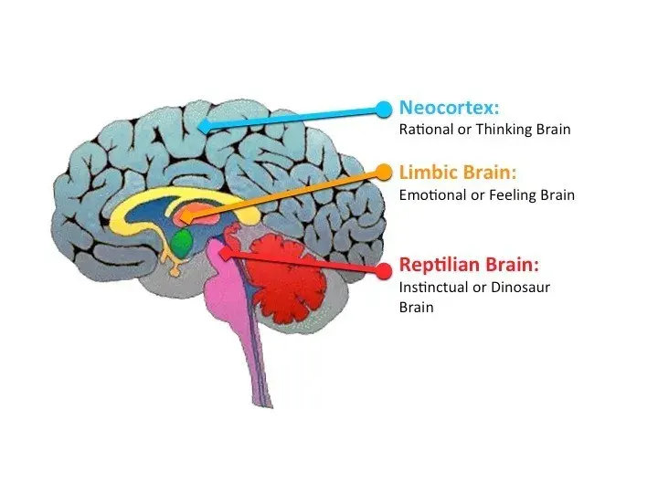 Human Brain